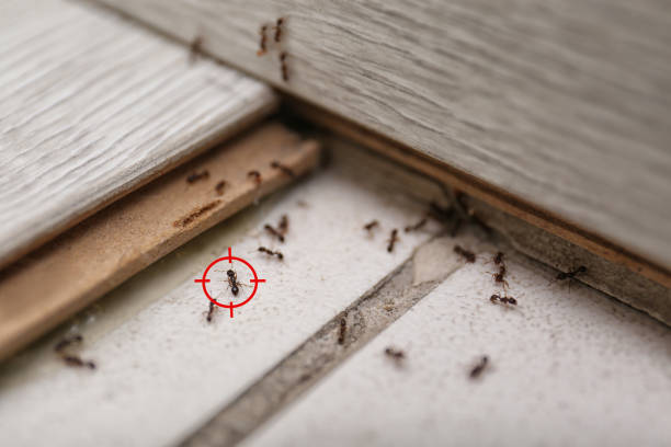 Best Pest Prevention Services  in Lansdowne, VA