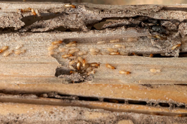 Best Insect Control  in Lansdowne, VA