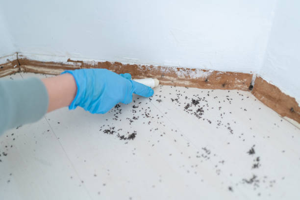 Best Local Pest Control Services  in Lansdowne, VA